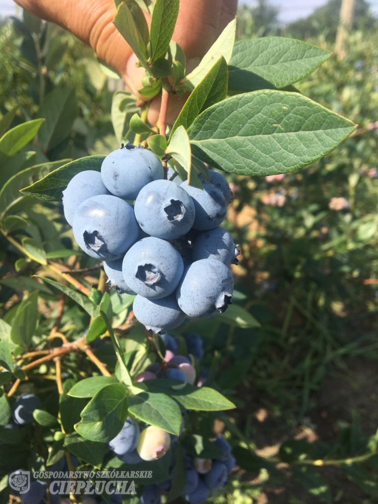 Голубика высокорослая Бонус